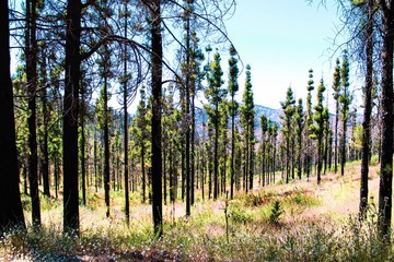 forest in autumn