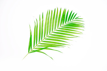 Obraz premium Green palm leaves (Dypsis lutescens) or Golden cane palm, Areca palm leaves, coconut leaves or Tropical foliage isolated on white background