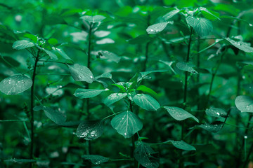 green leaves nature blackground