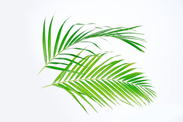 Green palm leaves (Dypsis lutescens) or Golden cane palm, Areca palm leaves, coconut leaves or Tropical foliage isolated on white background