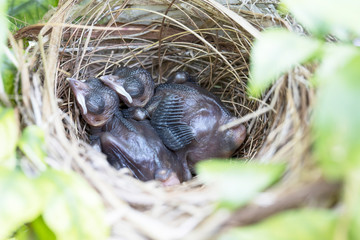 Baby birds of Yellow vented bulbul  in a nest on a tree
