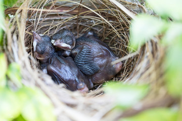 Naklejka na ściany i meble Baby birds of Yellow vented bulbul in a nest on a tree