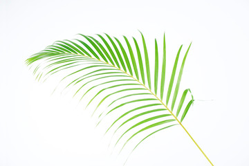 Obraz premium Green palm leaves (Dypsis lutescens) or Golden cane palm, Areca palm leaves, coconut leaves or Tropical foliage isolated on white background