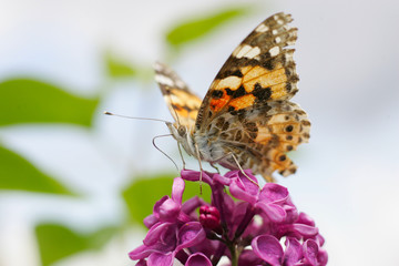 Motyl rusałka osetnik na kwiatach bzu.