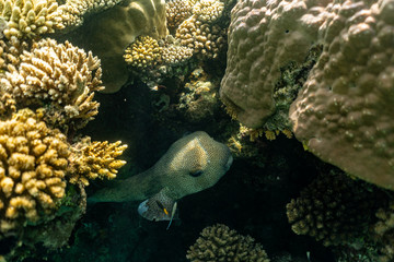 Riesenkugelfisch