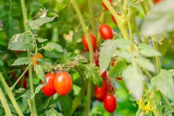 Beautiful ripe organic tomatoes grown in a farm and ready to harvest