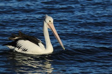 Australian Pelican, Pelecanus conspicillatus, swimming