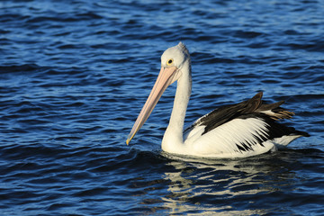 Fototapeta na wymiar Australian Pelican, Pelecanus conspicillatus, on water
