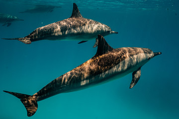 Ostpazifische Delfin (Stenella longirostris) Spinnerdelfin  © Dominik