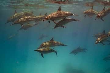 Ostpazifische Delfin (Stenella longirostris) Spinnerdelfin  © Dominik