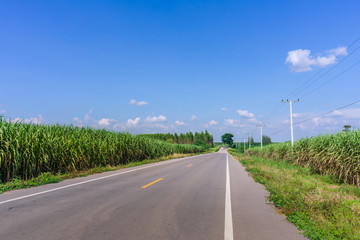 Beautiful scenery of sugarcane  growth in farm near the rural roads of Thailand