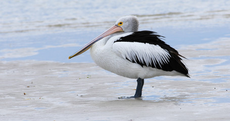Australian Pelican, Pelecanus conspicillatus, on beach