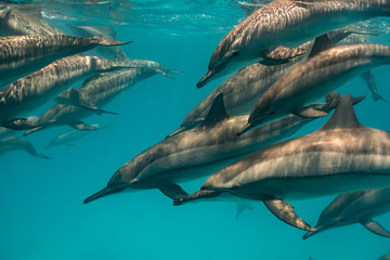 Ostpazifische Delfin (Stenella longirostris) Spinnerdelfin  © Dominik
