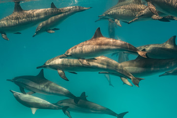 Ostpazifische Delfin (Stenella longirostris) Spinnerdelfin  © Dominik