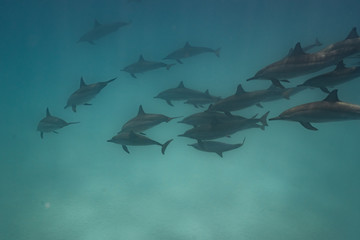 Ostpazifische Delfin (Stenella longirostris) Spinnerdelfin  © Dominik