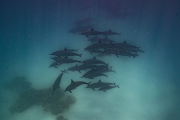 Ostpazifische Delfin (Stenella longirostris) Spinnerdelfin  © Dominik