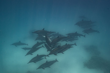 Ostpazifische Delfin (Stenella longirostris) Spinnerdelfin  © Dominik