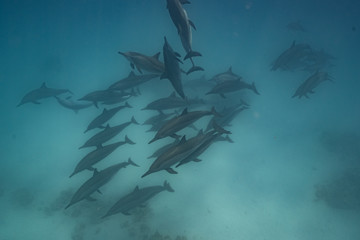 Ostpazifische Delfin (Stenella longirostris) Spinnerdelfin 