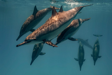 Ostpazifische Delfin (Stenella longirostris) Spinnerdelfin 