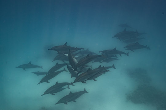 Ostpazifische Delfin (Stenella longirostris) Spinnerdelfin 
