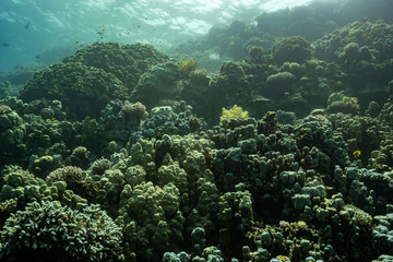 Naklejka na ściany i meble Panorama Korallenriff