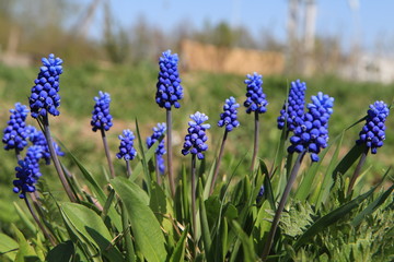  Muscari