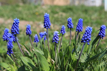  Muscari