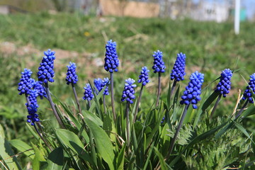  Muscari