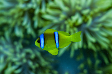 Rotesmeer Anemonen-fisch Nemo 