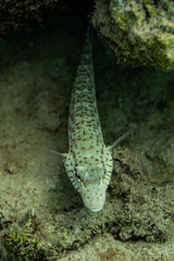 Fisch am schlafen Rotes Meer in der Nacht