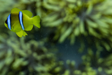 Rotesmeer Anemonen-fisch Nemo 