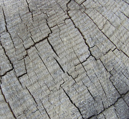 old weathered gray wood texture