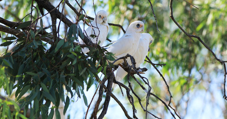 Long-billed Corella, Cacatua tenuirostris, resting