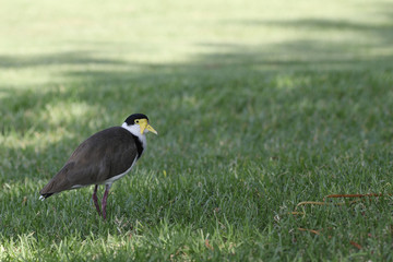 Masked Lapwing, Vanellus miles, close view