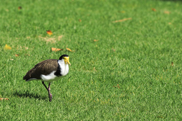 Masked Lapwing, Vanellus miles, on grass