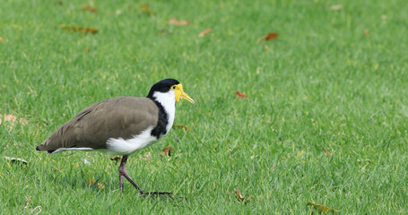 Masked Lapwing, Vanellus miles, close