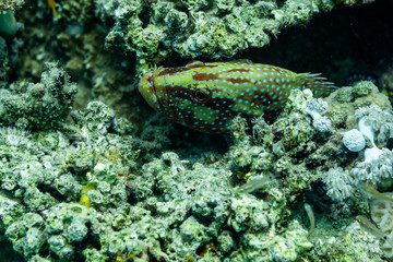 Tabak-Falterfisch