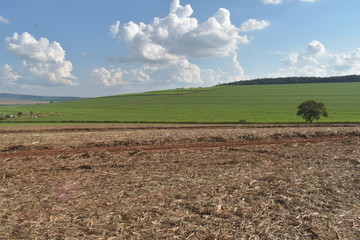Dry cane straw in the soil after sugarcane harvest