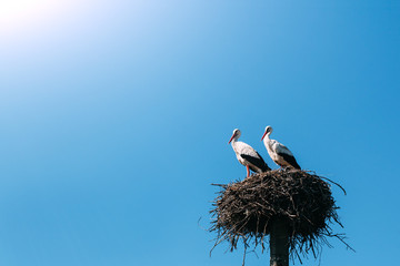 a two storks in the nest © vovan