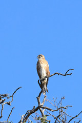 Nankeen Kestrel, Falco cenchroides, perched in tree