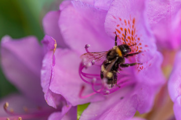 Abeilles