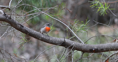 Tiny colorful Rose Robin, Petroica rosea