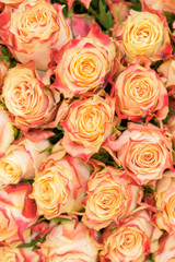 Background of pink orange and peach roses. Natural background of fresh roses. Soft focus. vertical photo