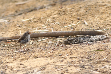 Female Superb Fairywren, Malurus cyaneus on ground
