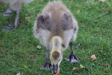 Young Goose 