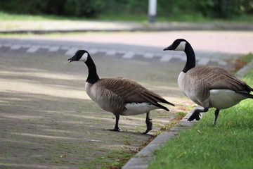 Goose crossing the road