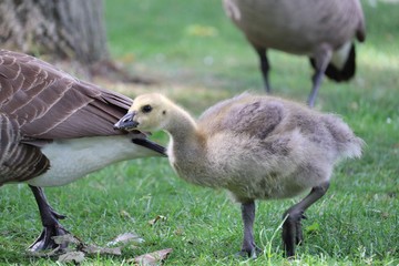 Young Goose 