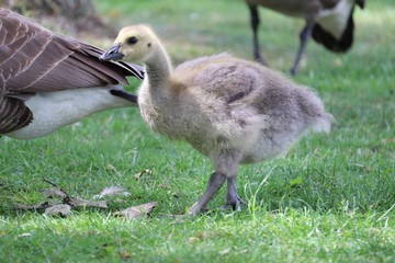 Young Goose 
