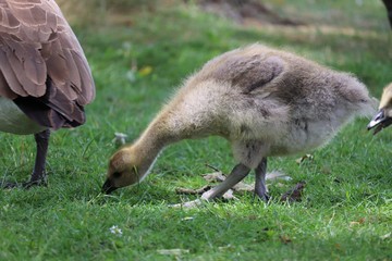 Young Goose 