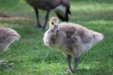 Young Goose 